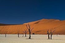 Biosphoto | 2547375 | Arbres morts, Dead Vlei, Namib-Naukluft, Namibie | &copy; Tonino De Marco / Biosphoto