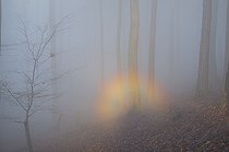 Biosphoto | 2459083 | Arc-en-ciel dans le brouillard de la forêt, Parc naturel régional des Vosges du Nord, France | &copy; Michel Rauch / Biosphoto