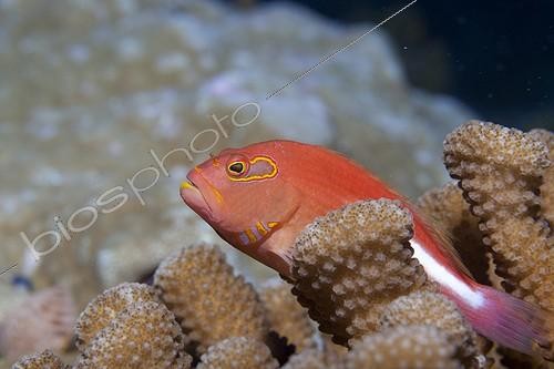Biosphoto | 1622331 | Arc-eye Hawkfish on Staghorn Coral RangiroaTuamotu | &copy; Yves Lefèvre / Biosphoto