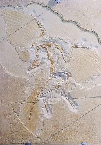 Biosphoto | 1498306 | Archaeopteryx - fossil in Museum Solnhofen - Franconia - Germany | &copy; Siepmann / imageBROKER / Biosphoto