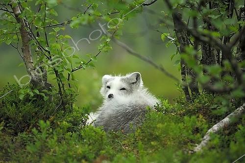 Biosphoto | 1497164 | Arctic Fox (Alopex lagopus) resting in Fjellbirken forest, Norway, Scandinavia, Europe | &copy; Bernd Zoller / imageBROKER / Biosphoto