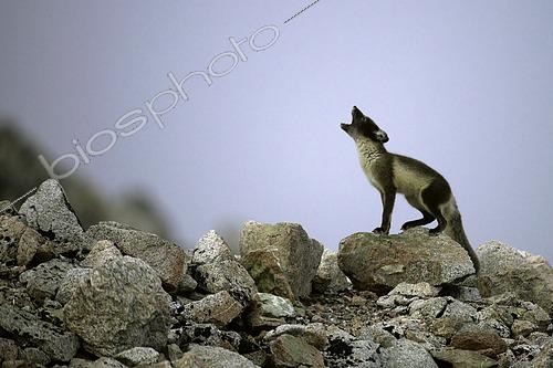 Biosphoto | 2545867 | Arctic fox (Vulpes lagopus) calling its young, Raffles Island, Liverpool Land in early August, North East Greenland | &copy; Pierre Vernay / Biosphoto