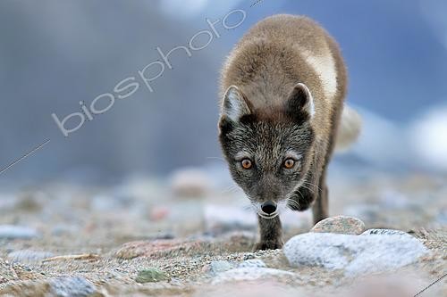 Biosphoto | 2545853 | Arctic Fox (Vulpes lagopus) Female cautiously approaching the shore, Raffles Island, Liverpool Land in early August, North East Greenland | &copy; Pierre Vernay / Biosphoto