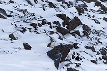 Biosphoto | 2602118 | Arctic fox (Vulpes lagopus) in the hills of Cape Brewster, Scoresbysund, March | &copy; Pierre Vernay / Biosphoto