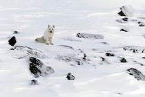 Biosphoto | 2602116 | Arctic fox (Vulpes lagopus) in the snow, Cape Brewster, Greenland | &copy; Pierre Vernay / Biosphoto