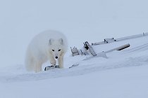 Biosphoto | 2602121 | Arctic fox (Vulpes lagopus) in the snow, Cape Brewster, ScoresbySund, Greenland | &copy; Pierre Vernay / Biosphoto