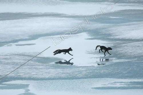 Biosphoto | 2046840 | Arctic foxes running on the ice in summer - Greenland | &copy; Régis Cavignaux / Biosphoto