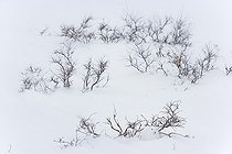 Biosphoto | 1254455 | Arctic hare invisible in the snow in winter Canada | &copy; Juan-Carlos Muñoz / Biosphoto