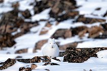 Biosphoto | 2602125 | Arctic hare (Lepus arcticus) in snow and rocks, Scoresby Strait, Scoresbysund, Greenland | &copy; Pierre Vernay / Biosphoto