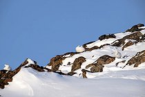Biosphoto | 2602126 | Arctic hares (Lepus arcticus) in snow and rocks, Scoresby Strait, Scoresbysund, Greenland | &copy; Pierre Vernay / Biosphoto