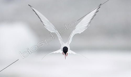 Biosphoto | 900627 | Arctic Tern hovering Iceland | &copy; Markus Varesvuo / Biosphoto