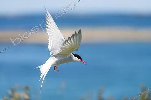 Biosphoto | 2017914 | Arctic Tern in flight - British Isles  | &copy; Jean-Paul Chatagnon / Biosphoto