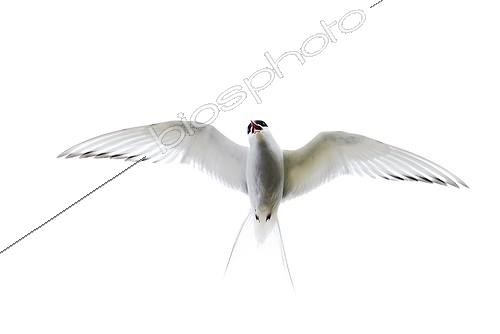 Biosphoto | 2011476 | Arctic Tern in flight - Shetland UK | &copy; David Tipling / Biosphoto