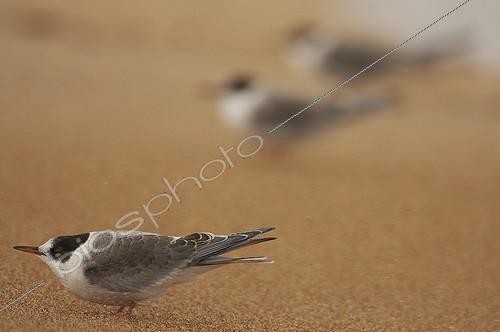 Biosphoto | 181368 | Arctic tern on sand beach Iceland | &copy; David Allemand / Biosphoto