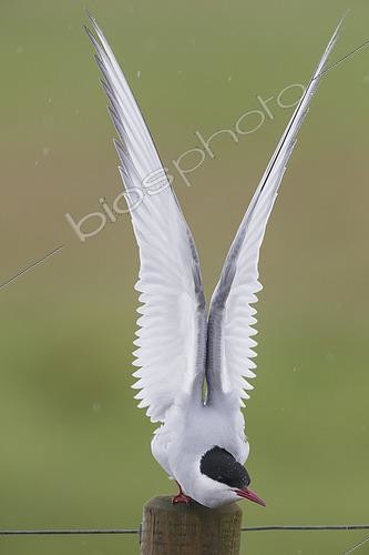 Biosphoto | 2422723 | Arctic Tern (Sterna paradisaea), adult stretching, Southern Region, Iceland | &copy; Saverio Gatto / Biosphoto