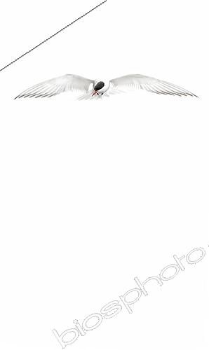 Biosphoto | 2394843 | Arctic tern (Sterna paradisaea) high key, Shetland | &copy; Didier Couvert & Muriel Moreau / Biosphoto