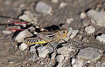 Biosphoto | 2609402 | Arcyptère bariolée (Arcyptera fusca) sur une pelouse d'altitude (1800m), Samoëns, Alpes, France | &copy; Michel Rauch / Biosphoto