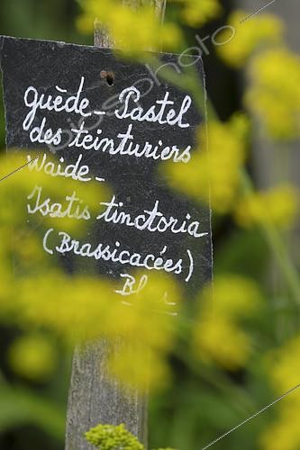 Biosphoto | 2401839 | Ardoise, Pastel des teinturiers (Isatis tinctoria), fleurs, l'Herbarium, jardin médiéval, Jardin Remarquable, Saint-Valery-sur-Somme, Somme, France | &copy; Denis Bringard / Biosphoto