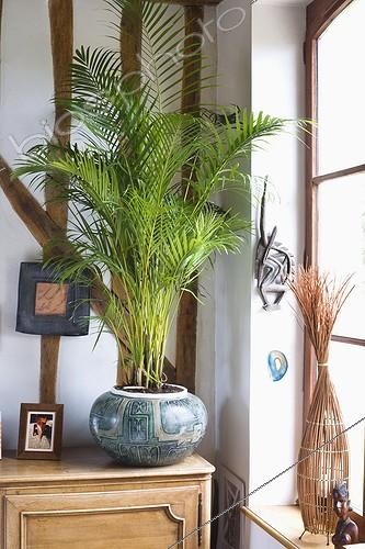 Biosphoto | 563848 | Aréca à l'intérieur d'une maison | &copy; Claudius Thiriet / Biosphoto