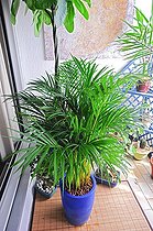 Biosphoto | 917389 | Areca palm on a balcony | &copy; Frédéric Didillon / Biosphoto