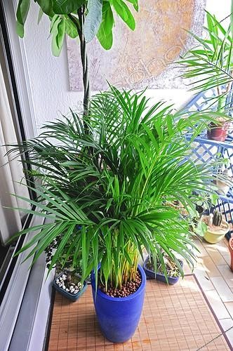 Biosphoto | 917389 | Areca palm on a balcony | &copy; Frédéric Didillon / Biosphoto