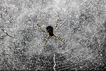 Biosphoto | 2438471 | Argiope lobata under rain, Valdenazar forest, Yebes, Guadalajara, Spain | &copy; David Jerez / Biosphoto