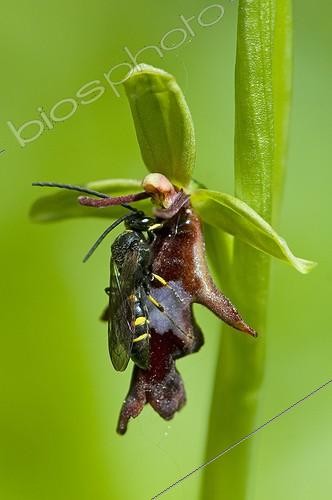 Biosphoto | 1553734 | Argogorytes mystaceus pollinisant un Ophrys mouche Danemark | &copy; Steen Drozd Lund / Biosphoto
