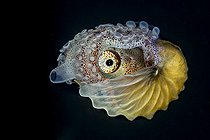 Biosphoto | 2550115 | Argonaute (Argonauta spp.) femelle sur fond noir, Anilao, Philippines | &copy; Bruce Shafer / Stocktrek Images / Biosphoto