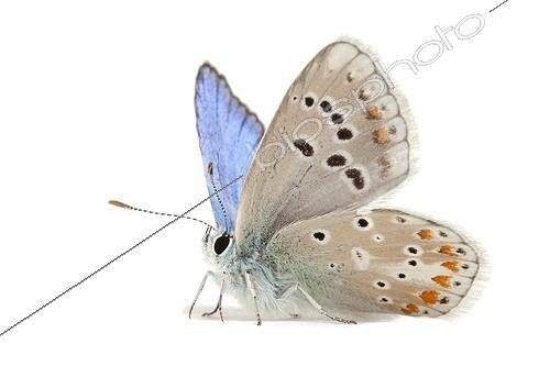 Biosphoto | 1988272 | Argus | &copy; Michel Gunther / Biosphoto