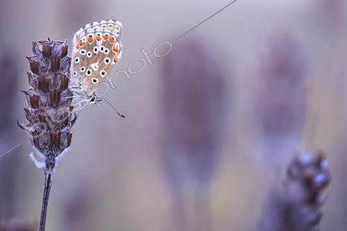 Biosphoto | 2610044 | Argus bleu céleste (Lysandra bellargus) sur une Brunelle commune (Prunella vulgaris) fanée au coucher du soleil dans une prairie calcaire, Normandie, France | &copy; Christophe Perelle / Biosphoto