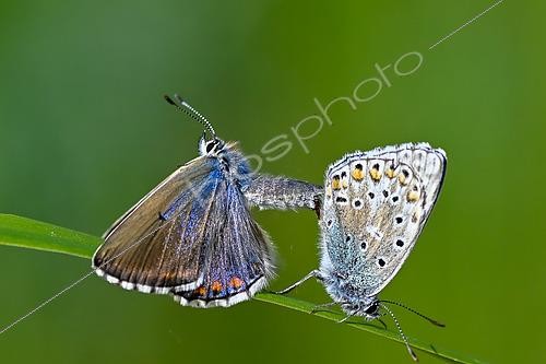 Biosphoto | 2605372 | Argus bleu céleste ou Azuré bleu céleste (Lysandra bellargus), accouplement, site naturel protégé de la pelouse calcaire de Troussey, Lorraine, France | &copy; Stéphane Vitzthum / Biosphoto