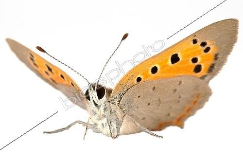Biosphoto | 1651384 | Argus bronzé ailes ouvertes de trois-quart sur fond blanc | &copy; Michel Gunther / Biosphoto