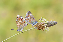 Biosphoto | 2609936 | Argus céleste (Lysandra bellargus), couple en train de s'accoupler. Serra da Enciña da Lastra, Ourense, Galice, Espagne, Europe. | &copy; Siro Moya / Biosphoto