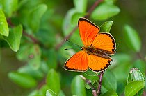 Biosphoto | 2393648 | Argus satiné (Lycaena virgaureae), Eguelshardt, Parc naturel régional des Vosges du Nord, Moselle France | &copy; Stéphane Vitzthum / Biosphoto