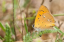 Biosphoto | 2393650 | Argus satiné (Lycaena virgaureae), Eguelshardt, Parc naturel régional des Vosges du Nord, Moselle France | &copy; Stéphane Vitzthum / Biosphoto