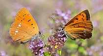Biosphoto | 2453747 | Argus satiné (Lycaena virgaureae) femelle sur le thym, Parc naturel régional des Vosges du Nord, France | &copy; Michel Rauch / Biosphoto