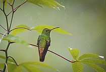 Biosphoto | 2135268 | Ariane à ventre gris (Amazilia tzacatl) à l'abri sous les feuilles durant une averse, Chiriqui, Panama | &copy; Ignacio Yufera / Biosphoto