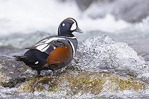 Biosphoto | 2546009 | Arlequin plongeur (Histrionicus histrionicus) mâle sur un rocher, Région du Nord-Est, Islande | &copy; Saverio Gatto / Biosphoto