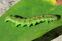 Biosphoto | 2608747 | Armigère (Helicoverpa armigera), chenille sur une feuille, Isère, France | &copy; Jean-François Noblet / Biosphoto