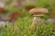 Biosphoto | 1211445 | Armillaria in the undergrowth Britain France | &copy; Robin Monchâtre / Biosphoto