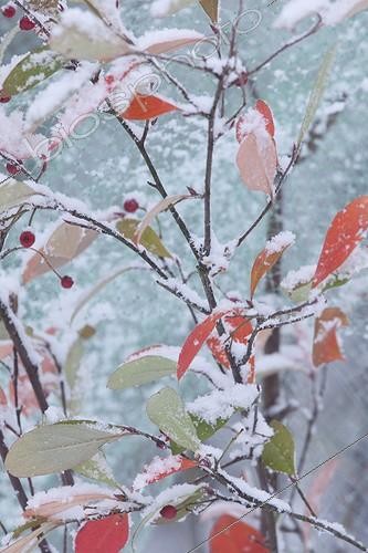 Biosphoto | 1967957 | Aronia sous la neige dans un jardin | &copy; H. Curtis / Biosphoto