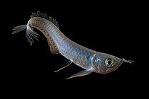 Biosphoto | 2085793 | Arowana argenté (Osteoglossum bicirrhosum) sur fond noir, originaire d'Amérique du Sud (Guyanes, Brésil) | &copy; Quentin Martinez / Biosphoto
