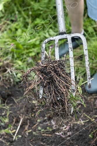 Biosphoto | 2525739 | Arrachage de racines dans un jardin, printemps, Pas de Calais, France | &copy; Yann Avril / Biosphoto