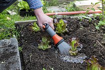 Biosphoto | 2450753 | Arrosage après plantation d'une laitue batavia 'Rouge Grenobloise' en été, Pas de Calais, France | &copy; Yann Avril / Biosphoto