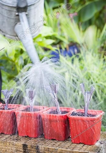 Biosphoto | 2047753 | Arrosage des boutures au jardin  ; Après mise en pot, elles doivent être tenues humide, le temps de la reprise. | &copy; Jean-Michel Groult / Biosphoto