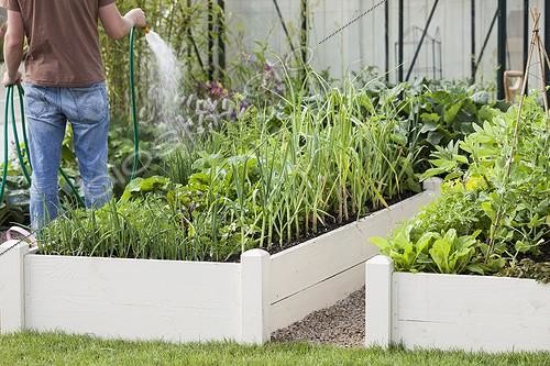 Biosphoto | 2046455 | Arrosage des Légumes dans un potager en carré ; Des bordures réhaussées, en bois peint ou traité pour garder son aspect naturel, suffisent à produire sesp ropres légumes, sur une petite surface. | &copy; Jean-Michel Groult / Biosphoto