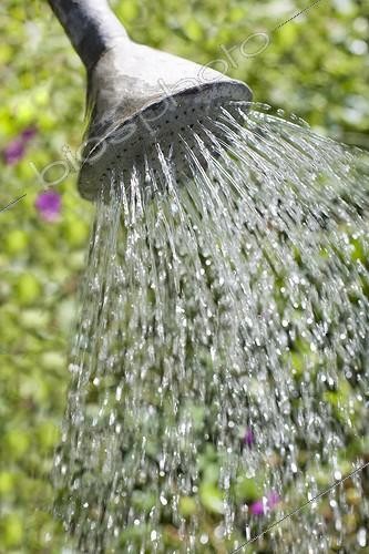 Biosphoto | 617641 | Arrosage en pluie dans un jardin avec un arrosoir métallique | &copy; Claudius Thiriet / Biosphoto