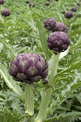 Biosphoto | 2076945 | Artichoke (Cynara scolymus) 'Cardinal' | &copy; Frédéric Tournay / Biosphoto