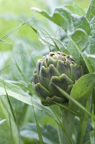 Biosphoto | 1127729 | Artichoke in a vegetable garden of the Sarthe France | &copy; Marc Chatelain / Biosphoto