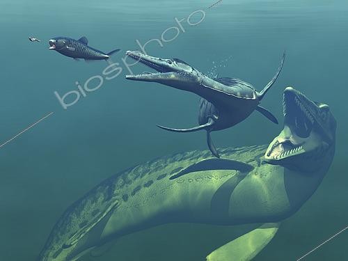 Biosphoto | 2479018 | Artist's concept of primary marine predators that shared the ocean waters of the Western Interior Seaway of North America 75 million years ago. Left to right is a non-descript invertebrate pursued by a 4 foot long Enchodus, followed by a 17 foot long Dolichorhynchops, followed by a 55 foot long Mosasaur. | &copy; Walter Myers / Stocktrek Images / Biosphoto